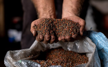 Nga tăng cường xuất khẩu mặt hàng này đến Việt Nam, nhập khẩu tăng mạnh hơn 1.600% trong tháng 3 dù giá tăng gần 20 lần