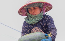 Dưa hấu được mùa, mất giá