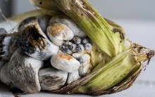 Món ăn có nguồn gốc "đáng sợ" nhưng là đặc sản nổi tiếng ở châu Mỹ: Vừa đắt vừa hiếm, có tiền chưa chắc mua được