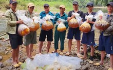 Cũng bán mật ong, nhóm người này chọn cách băng rừng, vượt thác lên thượng nguồn sông Đà để lấy được vài lít mật ong quý giá