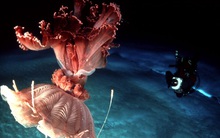 Phát hiện 'thế giới khác' ẩn sâu hàng nghìn mét dưới lớp băng ở Nam Cực