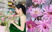 Mẹ 1 con chia sẻ kinh nghiệm dưỡng hoa, bông nào bông nấy nở đều tăm tắp