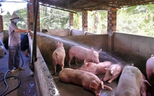Giá heo xuống thấp, nhiều nông hộ chưa mạnh dạn tái đàn