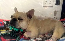 Đưa thú cưng đi cấp cứu, cặp vợ chồng run rẩy nhận hóa hơn thanh toán hơn nửa tỷ