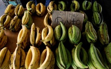 Cây chuối héo khiến cả thế giới đau đầu: Sinh vật soi kính hiển vi mới thấy đang tàn phá nghiêm trọng một quốc gia