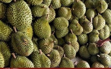 Xuất khẩu sầu riêng - “Cuộc đua” bứt tốc