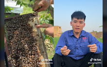 Con trai bà Tân Vlog lên tiếng đính chính: Khẳng định mật ong mình bán 100% nguyên chất, xóa video chỉ để 'Tóp tóp' không bóp tương tác