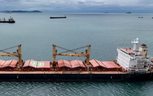 Giá lúa mì thế giới tiếp tục giảm