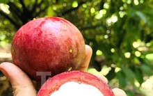 Nông dân trúng đậm măng cụt, công nhân mất việc đi hái, gọt thuê kiếm tiền