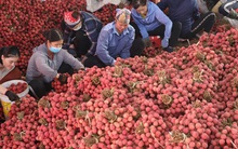 Bắc Giang dự tính xuất 1.500 tấn vải thiều đi Mỹ