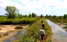 Săn ong ruồi cực nhọc nhưng thu nhập cao