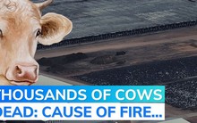 Phát hiện mới sau thảm họa làm 18.000 con bò chết sau 1 đêm ở trang trại Mỹ