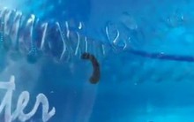 Vụ con đỉa trong bình nước: Mức phạt khó tin vì ... tiêu hủy chứng cứ