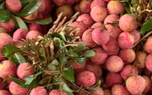 Gần 1.000 tấn vải tươi đã được xuất khẩu sang Trung Quốc