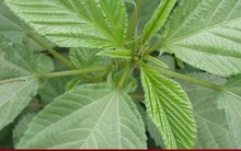 Rau đay được ví tốt như nhân sâm: 3 lưu ý tránh phí hoài 'thuốc đại bổ'
