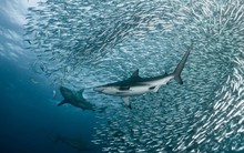 Khớp lệnh hàng triệu cổ phiếu mỗi phiên, nhiều doanh nghiệp “hot” trên sàn chứng khoán đang không có cổ đông lớn