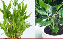Điểm danh 9 cây cảnh phong thủy cho gia chủ mệnh Thủy
