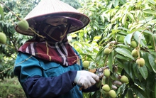 Người trồng vải thiều Bắc Giang chuẩn bị thu hoạch sớm, sản lượng khoảng 9.000 tấn