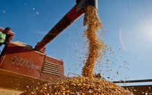 Loại hạt này của Lào đang ồ ạt tràn vào thị trường Việt, nhập khẩu tăng đến 1.100% dù sản lượng của Việt Nam gấp đến 8,5 lần