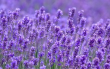 Một cổ phiếu bất động sản bất ngờ tăng kịch trần ngay trước khi ra khỏi diện hạn chế giao dịch