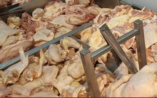 Có hay không gà thải loại nhập khẩu vào Việt Nam?