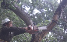 Cận cảnh chặt hạ 3 cây sưa quý hiếm chết ven hồ Gươm