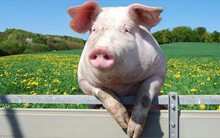 Bán heo không có lợi nhuận, ông chủ CLB Sông Lam Nghệ An “quay xe” không chi thưởng 500 triệu đồng/trận thắng như đã hứa?