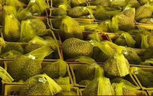 Thêm 47 mã số vùng trồng sầu riêng đủ tiêu chuẩn xuất khẩu sang Trung Quốc