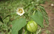 Thứ rau dại người Việt bỏ hoang, nước ngoài dùng làm 'thuốc quý'