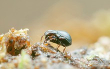 Loài vật kích thước ngang hạt cát nhưng được xếp hạng sức mạnh trên cả voi