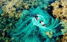 Ngất ngây 'cánh đồng vàng' dưới biển xanh trong ở đảo Hòn Khô, Bình Định