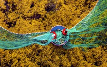 Ngắm 'cánh đồng chín vàng' tuyệt đẹp ở biển Quy Nhơn