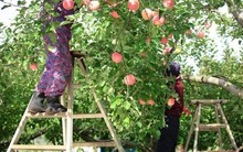 Loại quả phổ biến ở Việt Nam được Nhật Bản cải tiến thành ‘kim cương đỏ’, Trung Quốc ‘mê mẩn’ dù giá đắt hơn 2-5 lần: Tất cả là nhờ nắm giữ ‘giống lạ’