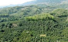 Sàn giao dịch tín chỉ carbon Việt Nam sẽ vận hành vào năm 2028