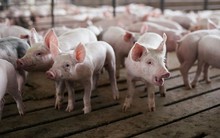 Khi nước Mỹ thừa lợn: Nỗi đau của người nông dân vì Trung Quốc 'quay xe' quá nhanh