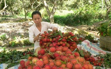 Chôm chôm rớt giá