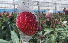 Loại quả được mệnh danh là 'trứng của mặt trời', giá gần 100 triệu đồng/cặp