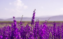 Một mã bất động sản tím trần 4 phiên khi vừa "thoát" diện hạn chế, doanh nghiệp đề nghị Cục Thuế ngưng cưỡng chế thuế