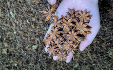 Việt Nam có một loại nông sản quý hơn vàng chỉ rất hiếm quốc gia có, sản lượng đứng thứ 2 thế giới, xuất khẩu tăng đột biến hơn 269% trong quý 1