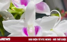 'Bong bóng' vỡ, lan đột biến tiền tỷ giờ rao bán chỉ vài trăm nghìn đồng/chậu