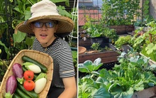 Anh chàng độc thân biến sân thượng rộng 100m2 thành vườn rau sạch