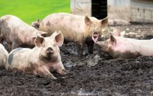 VNDirect: Giá thịt heo có thể lên mức 62.000-65.000 đồng/kg trong quý 2-3, doanh nghiệp bắt đầu có lãi trở lại