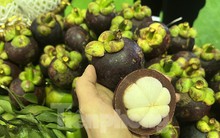 Hiện tượng lạ: Măng cụt rớt giá đầu vụ