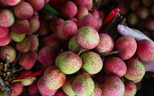 Vải đặc biệt đắt đỏ nhất Việt Nam, luôn 'cháy' hàng mỗi khi vào mùa