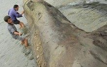 Đào được khúc gỗ 20m "đen sì" từ dưới sông, anh nông dân run rẩy khi nghe chuyên gia phán: "Nó đáng giá hàng trăm tỷ đồng"