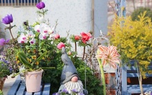 Ngắm hoài không chán khu vườn sân thượng bốn mùa nở hoa