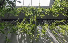 Mái nhà 3 trong 1 thiết kế giúp nhà mát mẻ, chống tiếng ồn lại có rau sạch ăn quanh năm