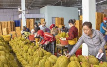 Sầu riêng rớt giá từ 200.000 đồng/kg xuống 50.000 đồng/kg
