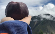 Trung Quốc sở hữu ‘kim cương đen’ độc nhất vô nhị trên núi: “Nâng như nâng trứng” suốt 8 năm mới tới ngày được thu quả ngọt, mức giá đủ làm mát lòng người nông dân