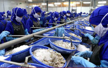 Hạ giá thành cho tôm Việt Nam